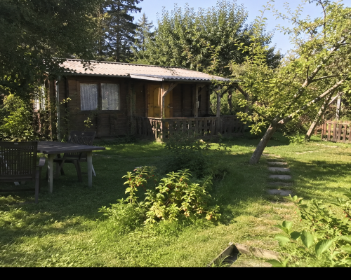 Działka ROD Żoliborz 310 m² ze starszą altaną i sadem